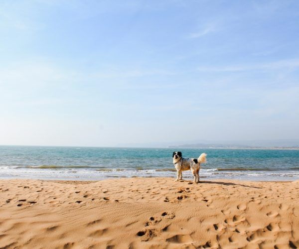 Aller à la plage avec son chien : amende et législation