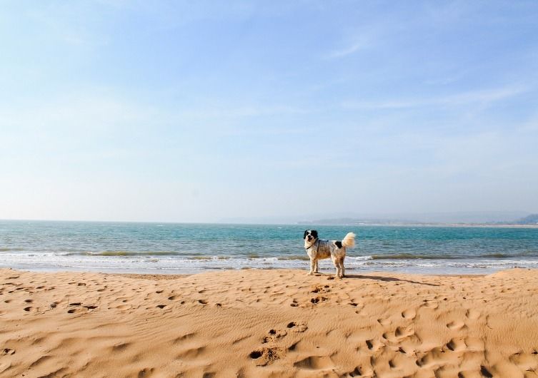 Aller à la plage avec son chien : amende et législation