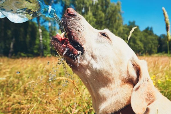 Les 5 dangers de l’été pour votre chien