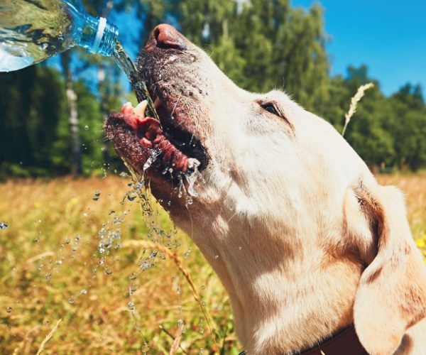 Les 5 dangers de l’été pour votre chien