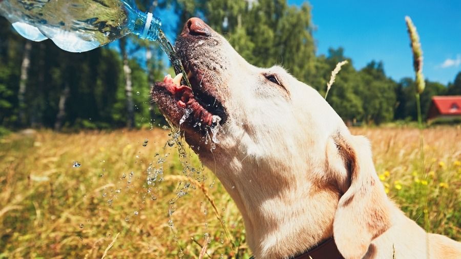 Les 5 dangers de l’été pour votre chien