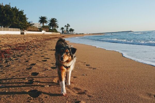 Road-trip en Espagne avec son chien