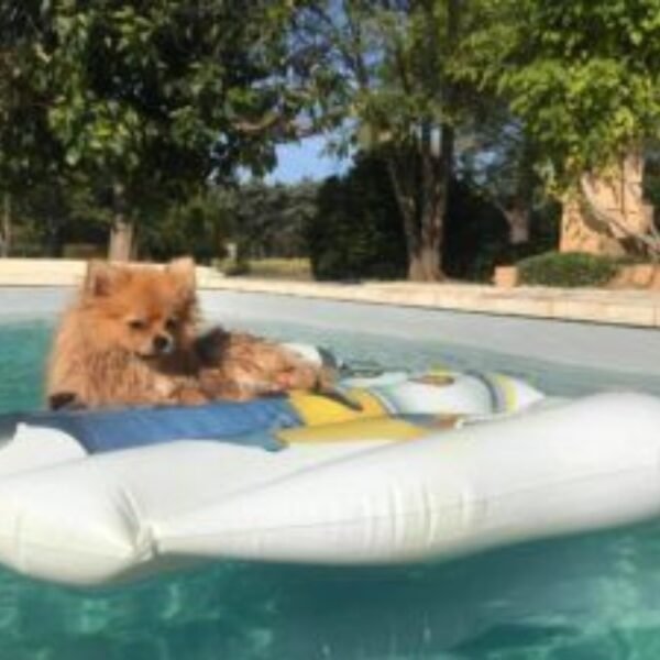 Chien sur une bouée dans la piscine de La Ferigouliero dans le Var en Provence dans la région PACA à Villecroze