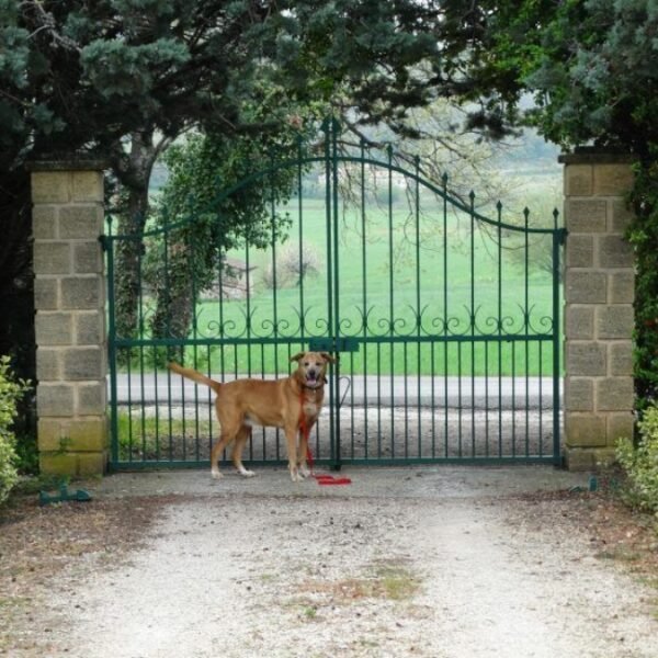 Chien devant le portail de La Ferigouliero dans le Var en Provence dans la région PACA à Villecroze