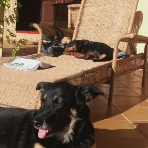 Chiens sur la terrasse de La Ferigouliero dans le Var en Provence dans la région PACA à Villecroze