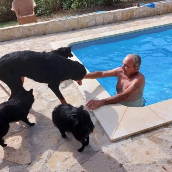 Personne dans la piscine avec ses chiens autour de lui à La Ferigouliero dans le Var en Provence dans la région PACA à Villecroze