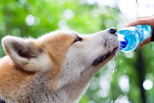 Promener son chien quand il fait chaud