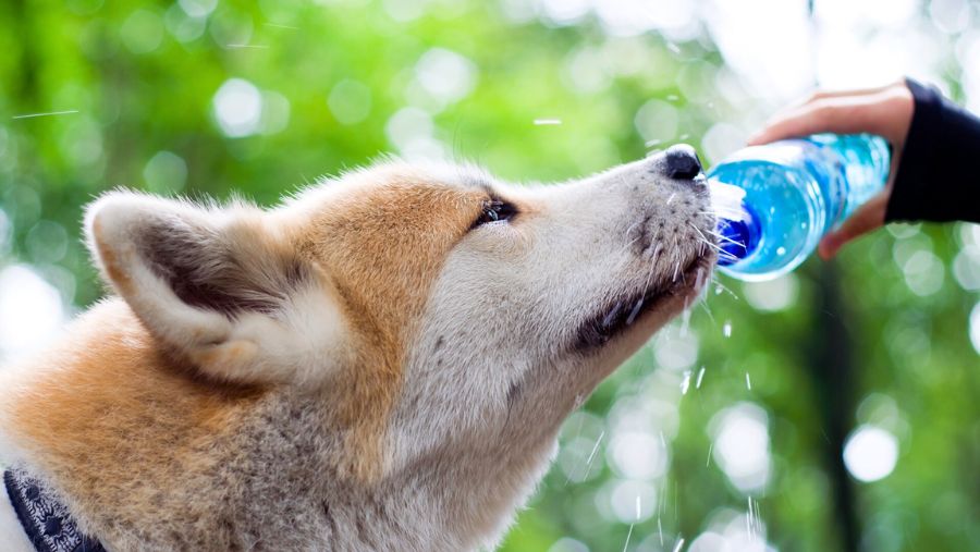 Promener son chien quand il fait chaud