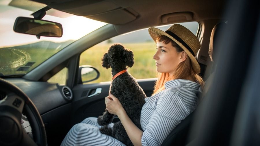 Reizen met uw hond in Europa, voorwaarden voor het betreden van hondengebied in Europa, regels voor reizen in Europa met uw hond, YourEurope hondenreisregels, emmenetonchien.com