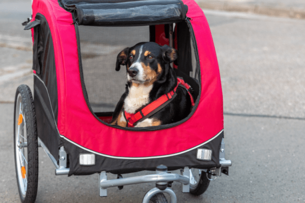 BERRY VELO – Berry
