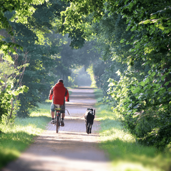 BERRY VELO, Berry, Méry-sur-Cher, animaux acceptés, emmenetonchien.com