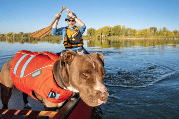 activités nautiques avec son chien