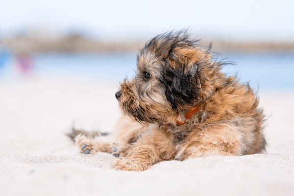 5 destinations à tester avec son chien sur la côte Atlantique