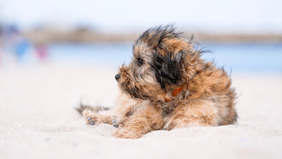 5 destinos para probar con tu perro en la costa atlántica