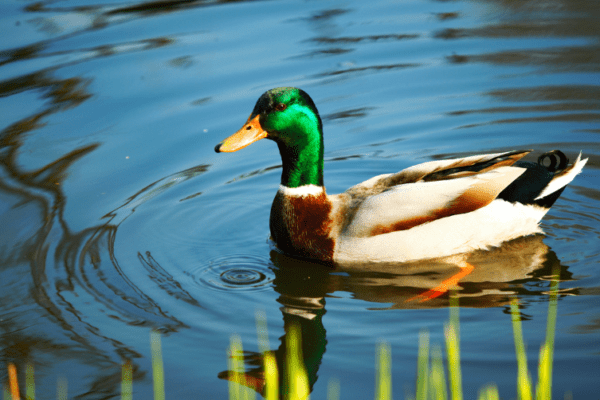 Golf de Cornouaille