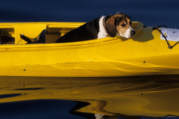 La Roche Derrien Canoë Kayak avec son chien