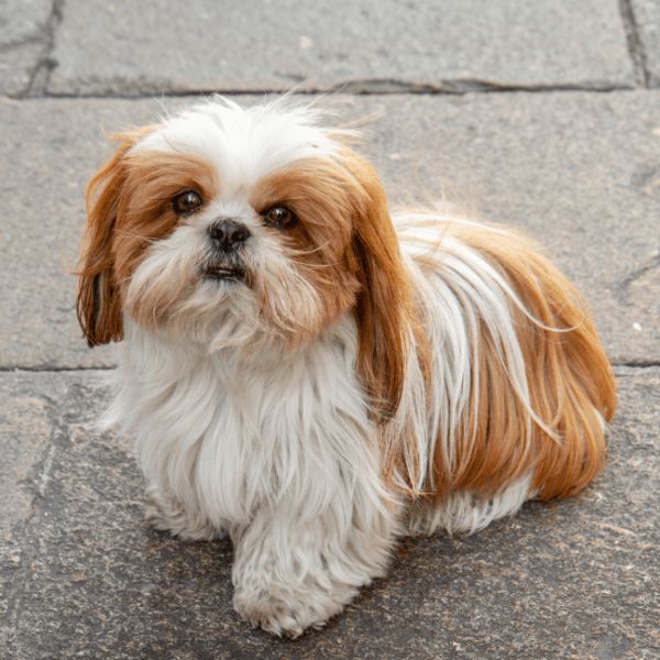 Visite d'église avec son chien, L'église Saint-Martin