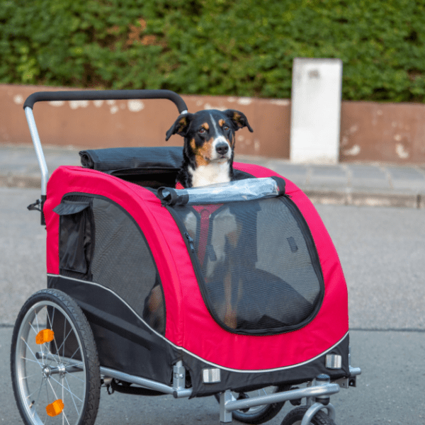 Location vélo by Aventure pêche Bretagne avec son chien