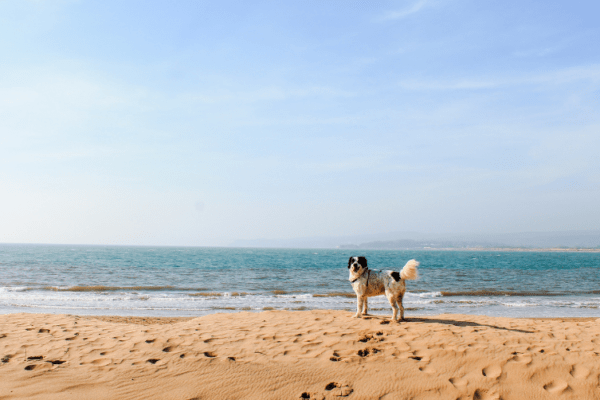 Plage de Geffosses