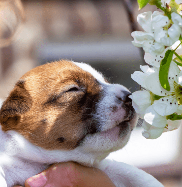 Voyager avec un chiot : mode d’emploi