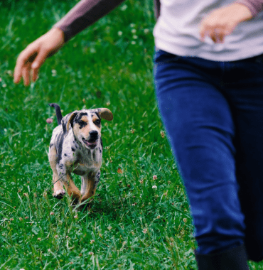 Chiot qui fait la course