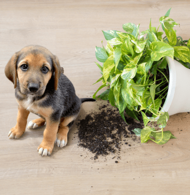 chiot qui a fait une bêtise