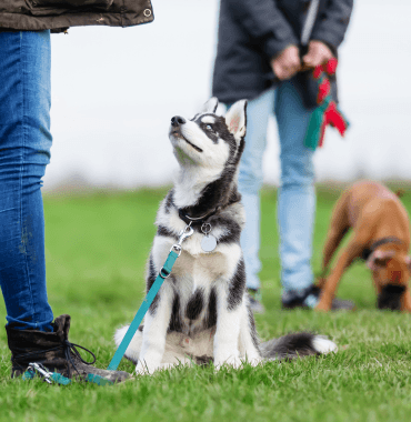 chiot en vacances avec ses maîtres, hébergements avec chiot