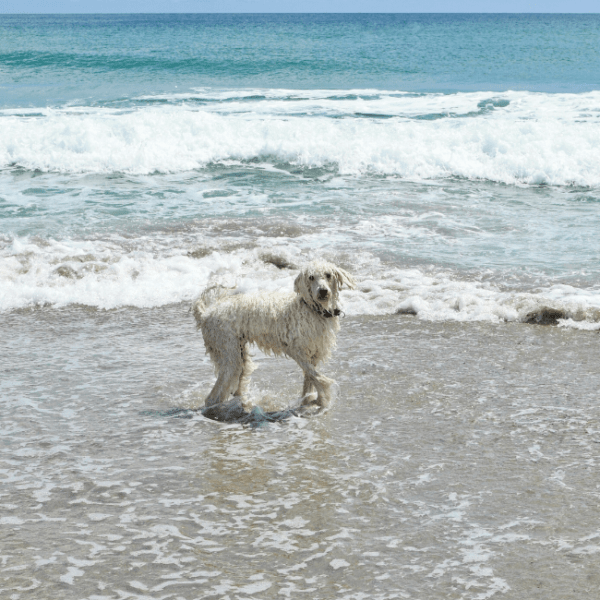 plage de Saint-Georges-de-la-Rivière avec son chien