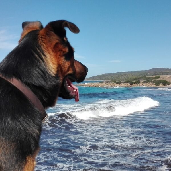 Chien à la plage près du Gîte Le repaire des pirates en Corse du sud à Pietrosella