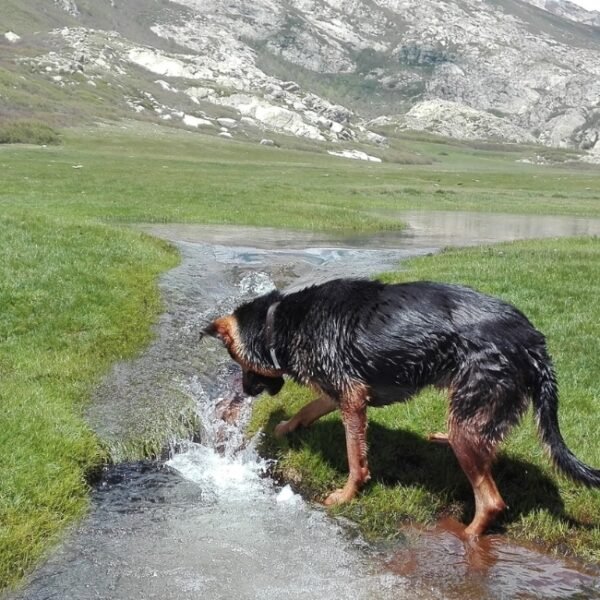 Chien jouant dans l'au dans les montagnes près du Gîte Le repaire des pirates en Corse du sud à Pietrosella