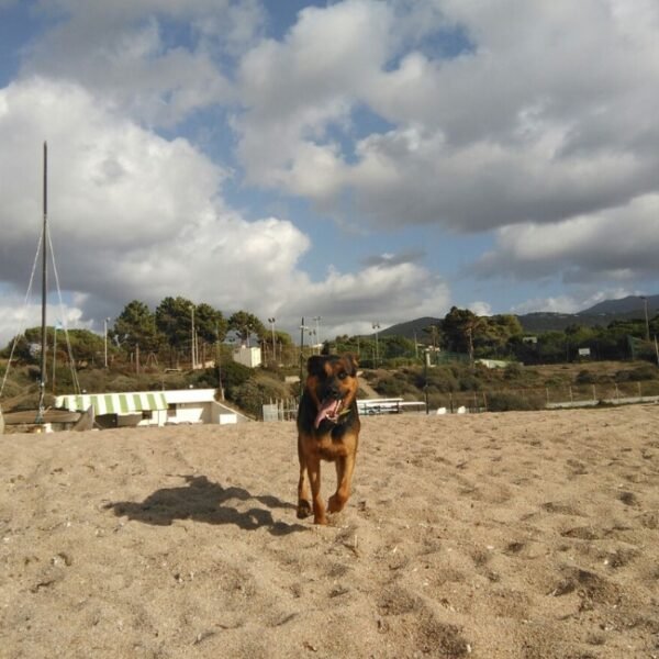 Chien qui court vers la caméra sur la plage Gîte Le repaire des pirates en Corse du sud à Pietrosella