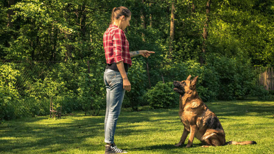 Hondentrainingsgids, hoe u uw hond kunt trainen, welke methode, emmenetonchien.com