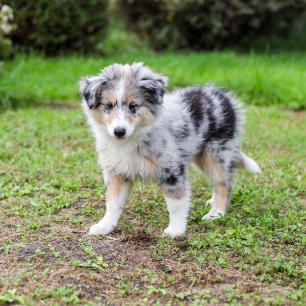 Chien dans le jardin du Gite en Berry à Moulins sur Céphons dans l'Indre en Centre -Val de Loire