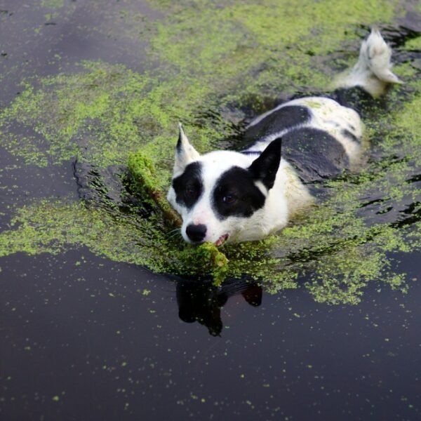 Chien en baignade dans le marais Poitevin proche du camping Le Marais sauvage en Vendée dans les pays de Loire