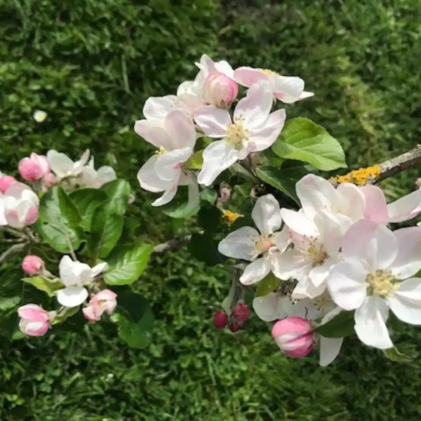 Arbres en fleurs au Gite du Relais de la Canivotte proche de Provins en Ile de France en Seine et Marne