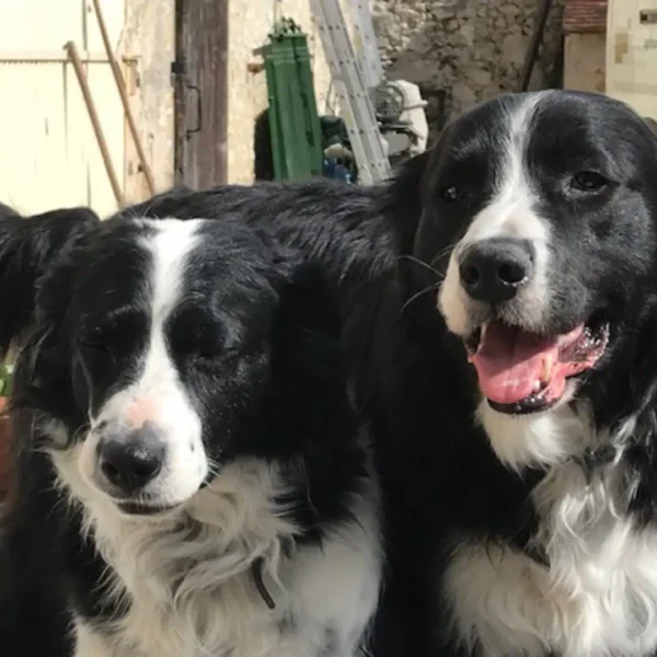 Les chiens du Gite du Relais de la Canivotte proche de Provins en Ile de France en Seine et Marne