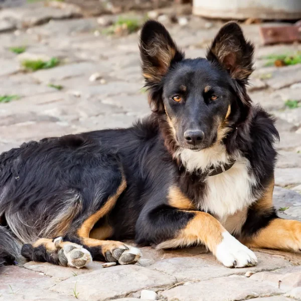 Chien du Gite du Relais de la Canivotte proche de Provins en Ile de France en Seine et Marne