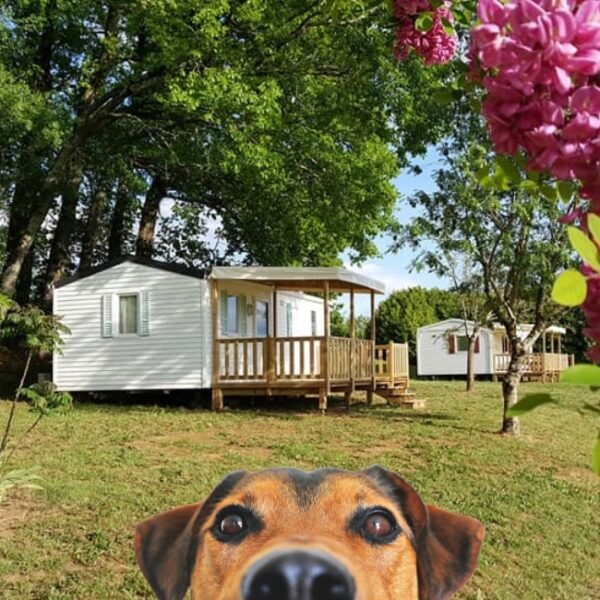 Cachorro na frente de uma casa móvel no acampamento Le Valenty, em Lot, em Soturac, na Occitânia