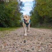 Decathlon : la nouvelle marque des sports canins, chien harnais