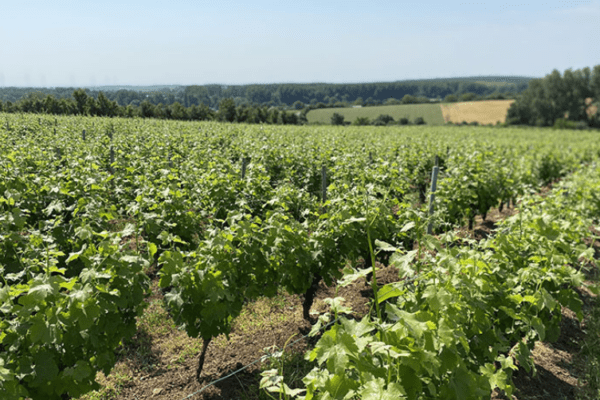 Domaine Mabillot