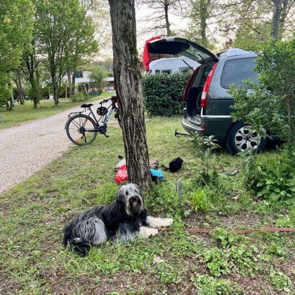 staanplaatsen en tent met hond op camping Rivière Dorée