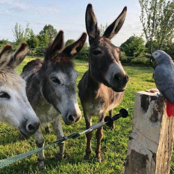 Perroquets et ânes du Gite de Fontarabie à Pouligny-Notre-Dame dans l'Indre en Centre Val de Loire.