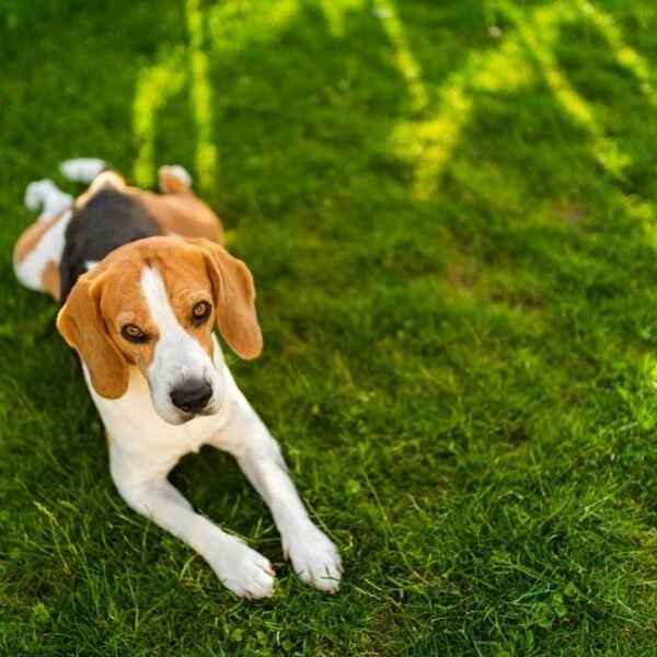 Chiens acceptés dans les Gîtes La Maison d'Anna, la Maison d'Auriane, la Maison côté Marais à Bourges en Berry dans le Cher en Centre Val de Loire