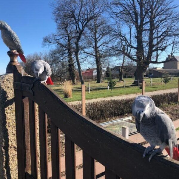 Les perroquets du Gite de Fontarabie à Pouligny-Notre-Dame dans l'Indre en Centre Val de Loire.