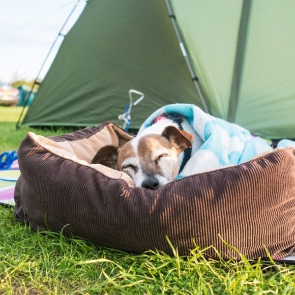 Chien devant une tente sur un emplacement du Camping du Moulin de Serre à Singles dans le Puy de Dôme proche du parc naturel régional des volcans d'Auvergne