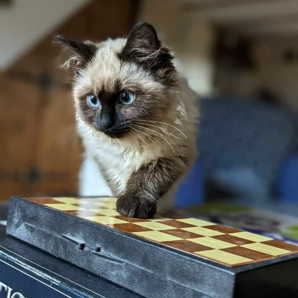 Luna, le chat du Gite du Relais de la Canivotte proche de Provins en Ile de France en Seine et Marne