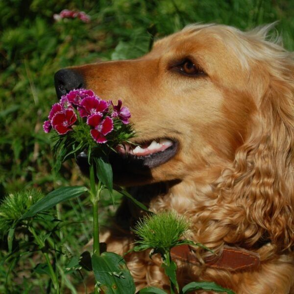 Chien dans le jardin fleuri du gite Le Moulin de Crécy dans le Cher entre Bourges et Vierzon dans le Berry en Centre Val De Loire