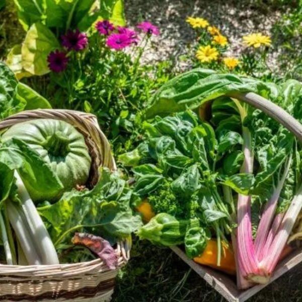 Le jardin potager du Gite du Relais de la Canivotte proche de Provins en Ile de France en Seine et Marne