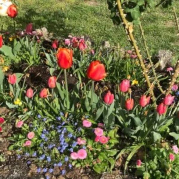 Jardin fleuri du Gite du Relais de la Canivotte proche de Provins en Ile de France en Seine et Marne