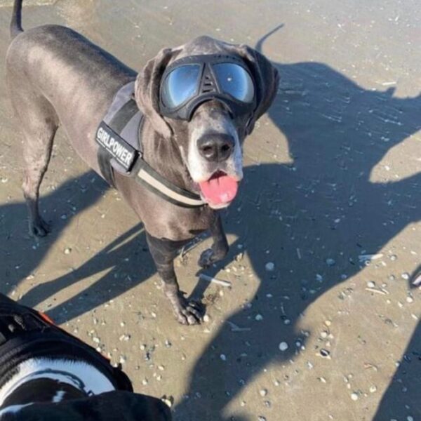 Chien acceptés gratuitement dans le Gîte L'Abri-Côtier à Cabourg en Normandie dans le Calvados